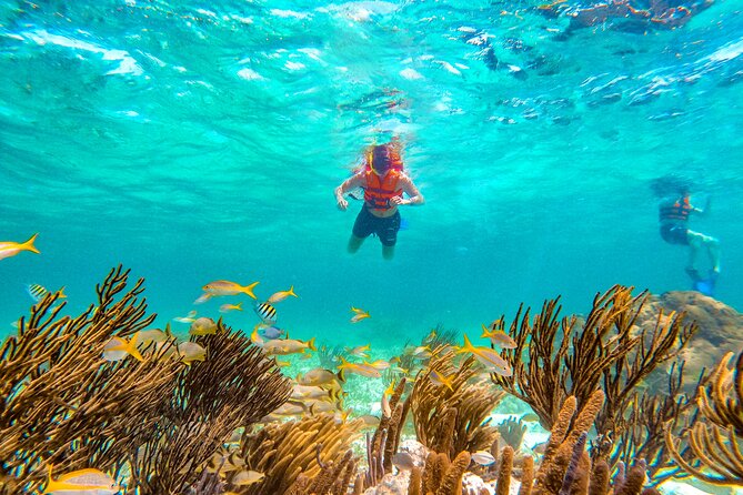 Amazing Snorkeling Experience + Real Mexican Tacos - The $39 price needs a closer look