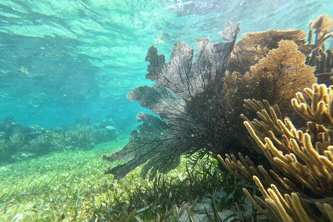 Amazing Snorkeling Experience + Real Mexican Tacos - Weather can change the whole morning