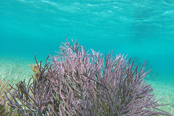 Amazing Snorkeling Experience + Real Mexican Tacos - Who will enjoy this Puerto Morelos outing