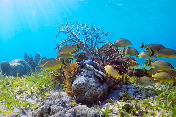 Amazing Snorkeling Experience + Real Mexican Tacos - Should you book it?