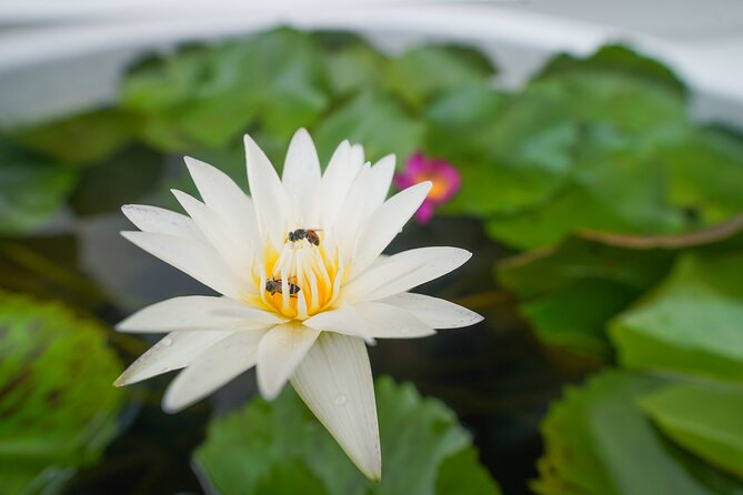 Bangkok Wat Pho and Flower Market Historical Walking Tour - A short boat ride across Bangkok