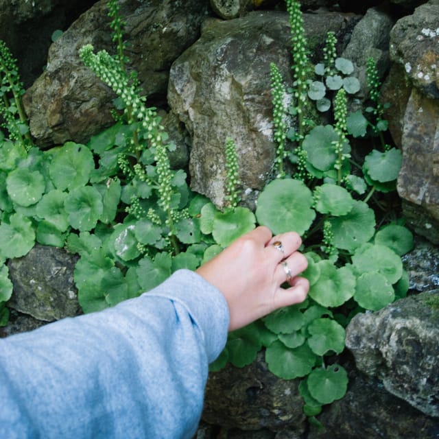 Beginner Foraging Walk: Wild food walking tour & tasters - What a 1.5-hour route can teach you