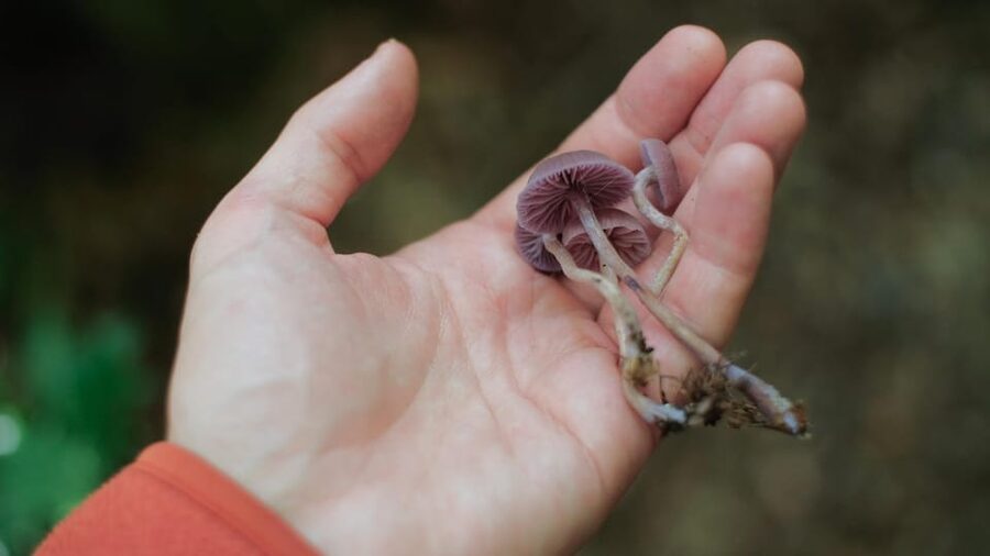 Beginner Foraging Walk: Wild food walking tour & tasters - Why Joseph’s teaching style matters