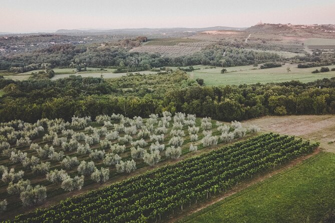 Buje: Authentic Istrian family farm, guided walk, foods & wine - The ice cream with olive oil is worth trying