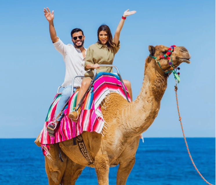 Cabo: Camel Safari Adventure with Tacos - Key points to know before you book