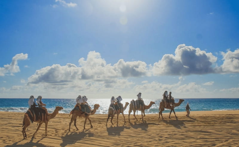 Cabo: Camel Safari Adventure with Tacos - A 45-minute ride from Cabo