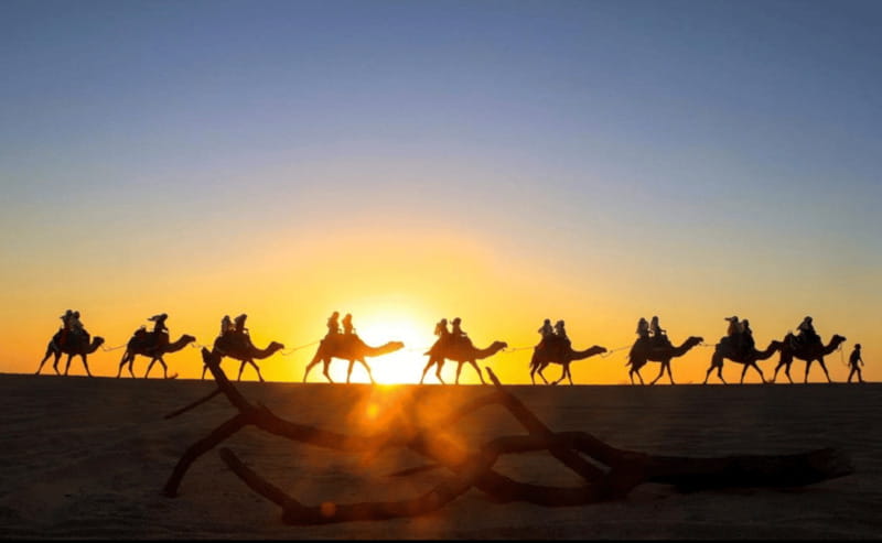 Cabo: Camel Safari Adventure with Tacos - Meeting the camels at the sanctuary