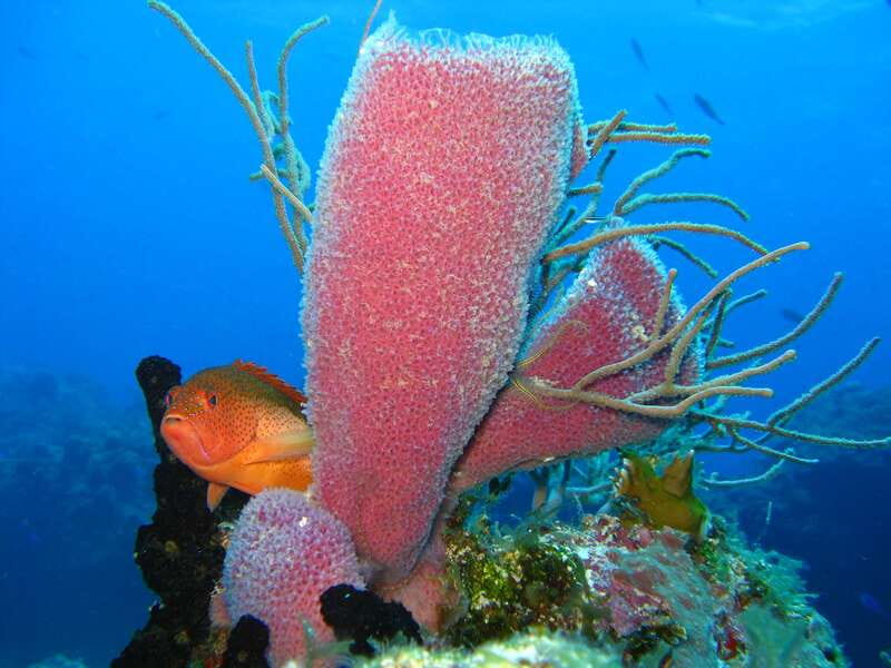 Cozumel: El Cielo & Palancar Snorkel with Open Bar & Ceviche - A small group makes the boat feel more personal