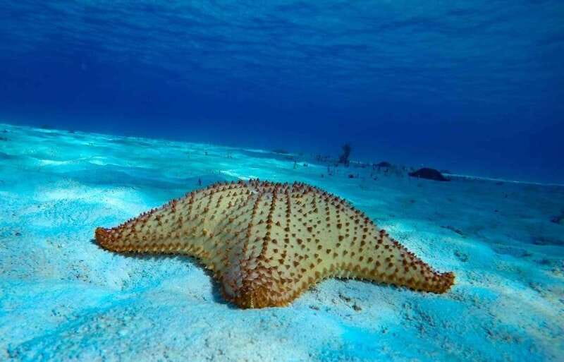 Cozumel: El Cielo & Palancar Snorkel with Open Bar & Ceviche - What $72 gets you, and where the value sits