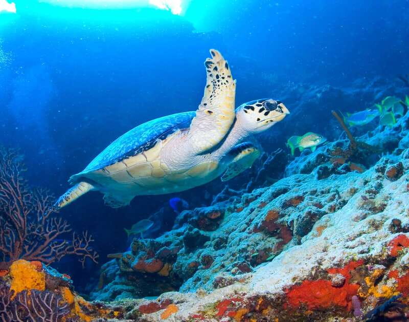 Cozumel: El Cielo & Palancar Snorkel with Open Bar & Ceviche - Sun protection requires a little planning