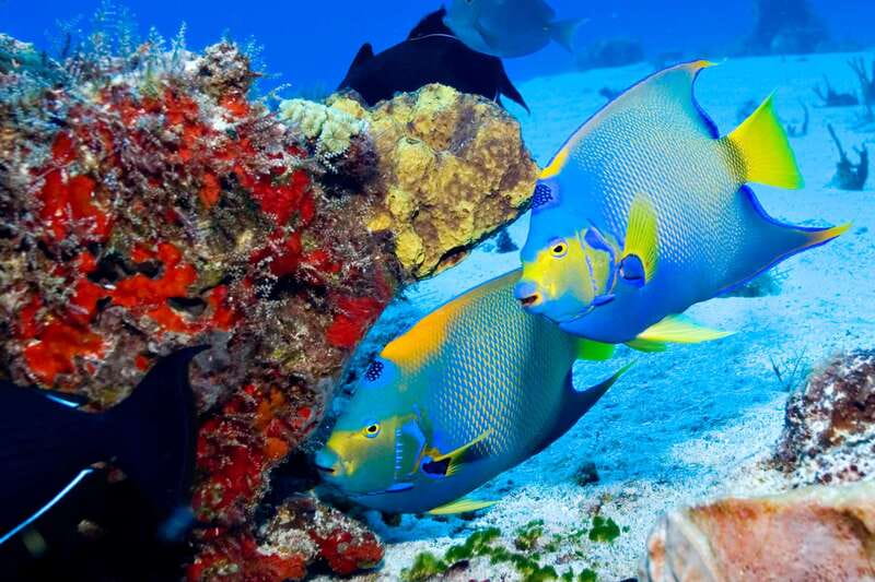 Cozumel: El Cielo & Palancar Snorkel with Open Bar & Ceviche - Who will enjoy this Cozumel boat trip most