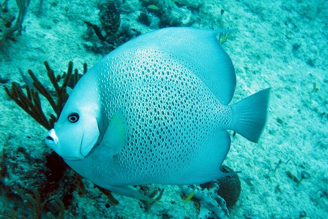 Cozumel Snorkeling Reef Experience with Ceviche and Beers - A private morning on Cozumel’s Caribbean water