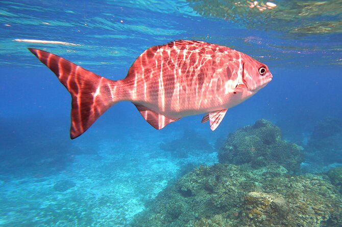 Cozumel Snorkeling Reef Experience with Ceviche and Beers - Ceviche, totopos, and a cold beer after the water