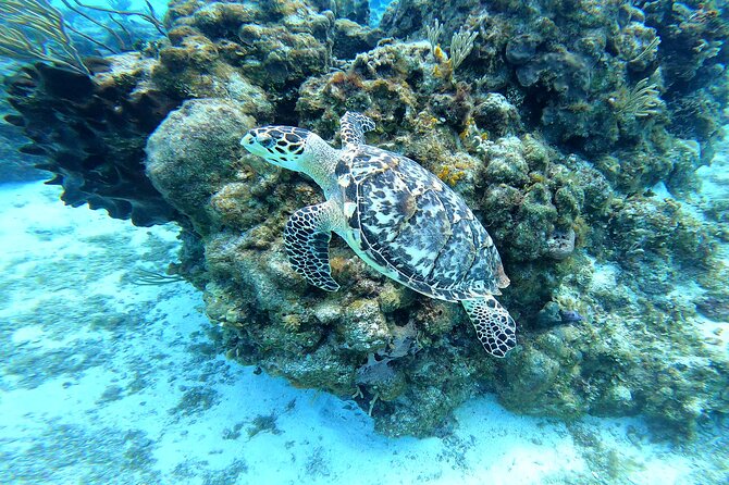 Cozumel Snorkeling Reef Experience with Ceviche and Beers - Who will enjoy this Cozumel reef trip most?