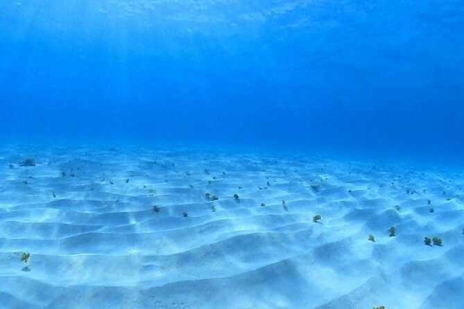 Cozumel Snorkeling Reef Experience with Ceviche and Beers - Columbia Reef brings the first look below the surface