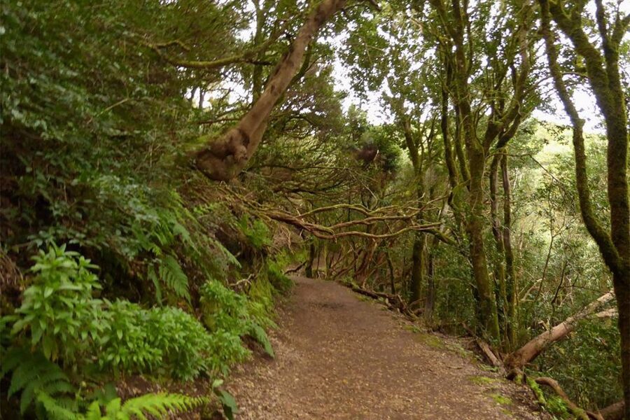 Cruz del Carmen: Hiking in Anaga with Local Food Products - Through the laurel forest toward Taborno