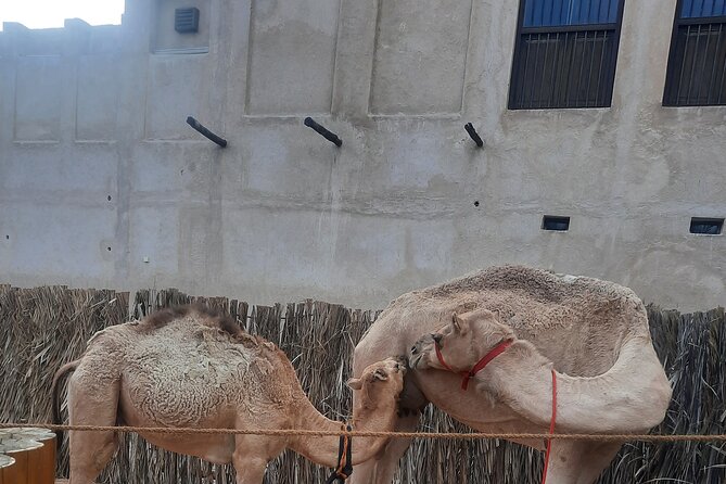 Discover Old Dubai Town, Souks, Street Food, Culture and History - Al Fahidi Fort and the Dubai Museum stop