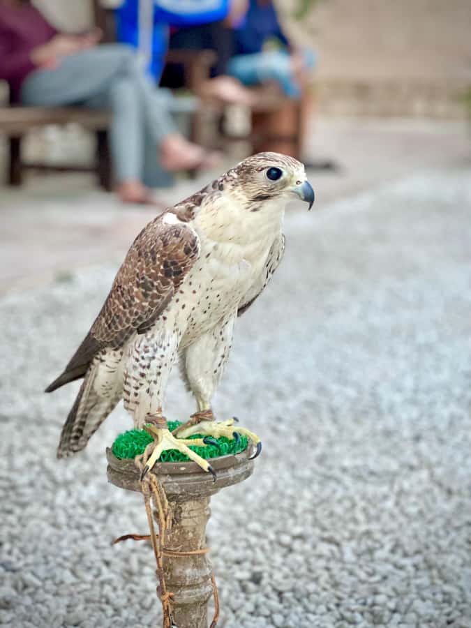 Dubai.Discover Old town,Markets,street food,Abra &Museums - Finishing at Dubai’s gold souk