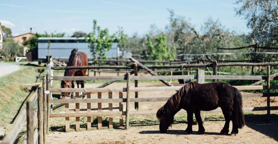 Grosseto: visit the family farm with tasting of local food - Key points at a glance