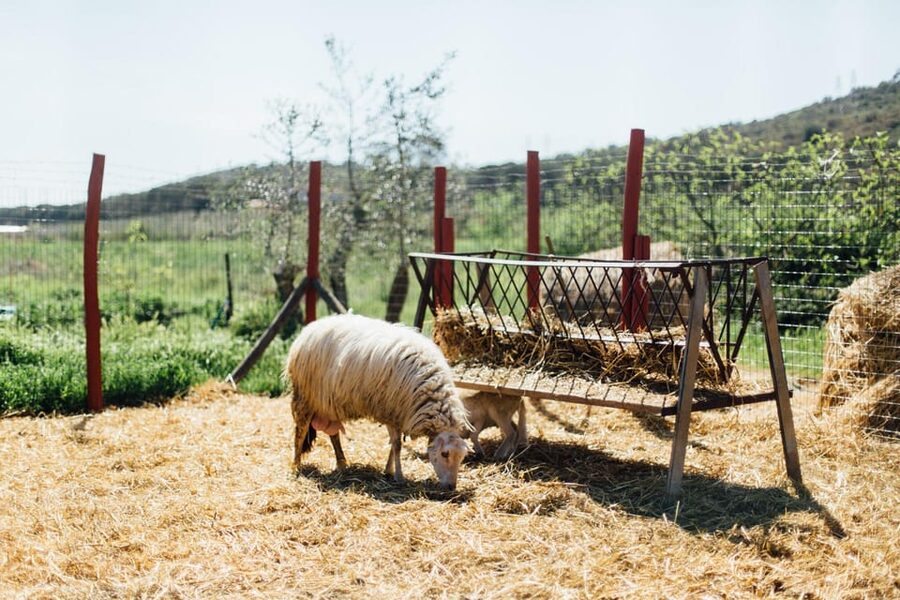 Grosseto: visit the family farm with tasting of local food - Who will enjoy Lillastro Farm most