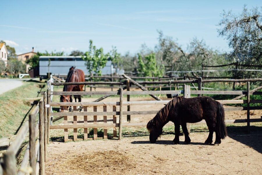 Grosseto: visit the family farm with tasting of local food - Collecting fresh eggs and learning where food begins