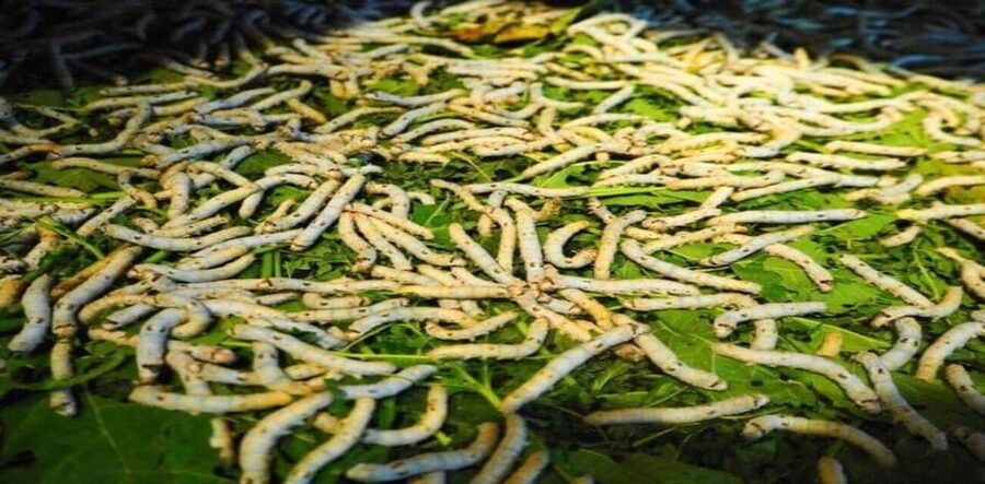 Hoi An: Silk Process, Lantern Making Workshop & Local Food - Timing, meeting point, and practical limits