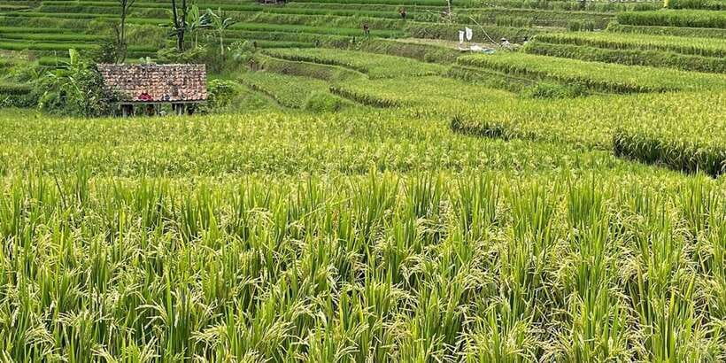 Jakarta: Volcano, Tea/Rice Fields, Hot Spring, Local Food - Coffee, luwak, and an ethical question