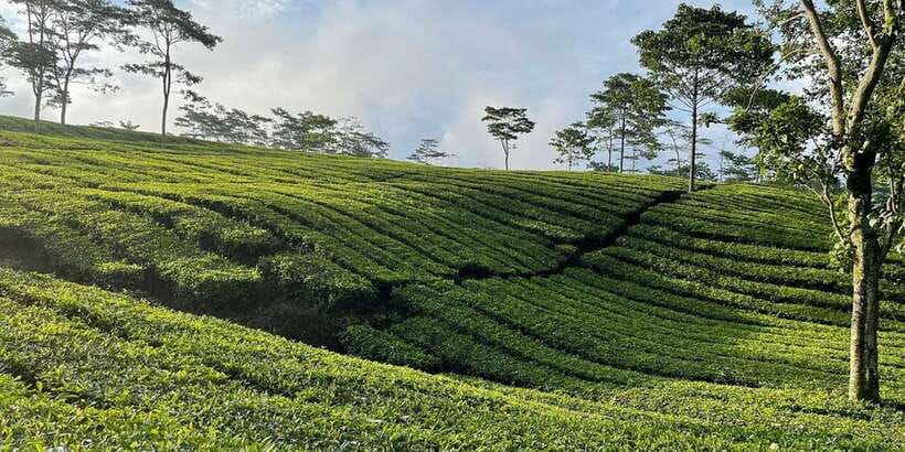 Jakarta: Volcano, Tea/Rice Fields, Hot Spring, Local Food - Tea plantations around Ciater