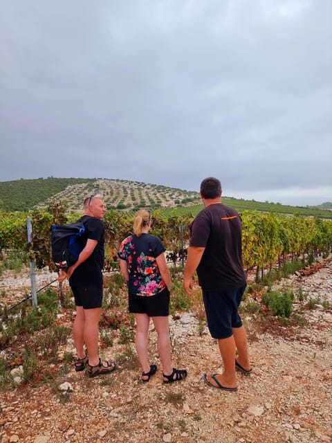 Korcula: Buggy Safari with Local Food and Wine Tasting - Small drawbacks to consider before booking