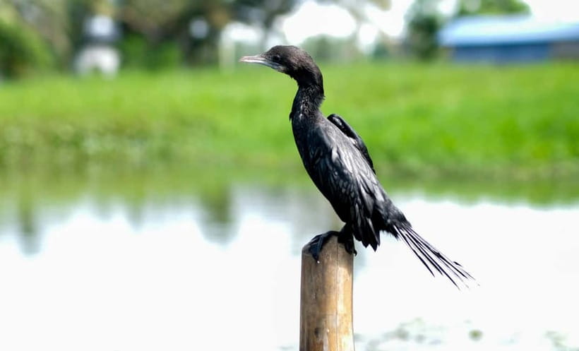 Kumarakom: Sunset Cruise with Village Life and Local Food - Dinner at a tiny waterside restaurant