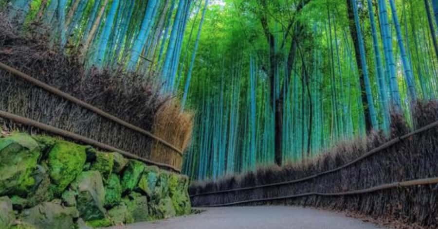 Kyoto: Arashiyama Unveiled Bamboo, Temple, Matcha, & Monkeys - Key points at a glance