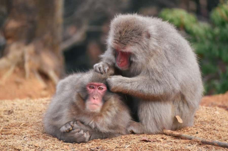 Kyoto: Arashiyama Unveiled Bamboo, Temple, Matcha, & Monkeys - Starting at MALEBRANCHE Arashiyama Store