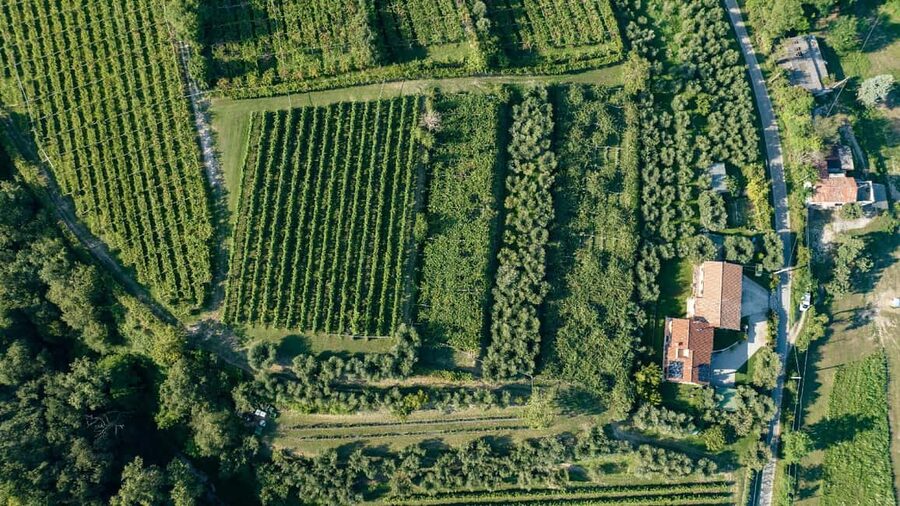 Lake Garda: Tour with 4 Olive Oil Tasting & Local Food - Five things to know before you book