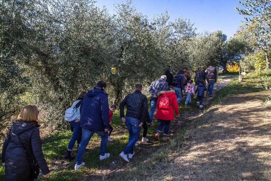 Lake Garda: Tour with 4 Olive Oil Tasting & Local Food - What makes Simone’s guiding style useful