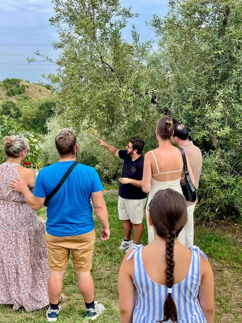 Lake Garda: Tour with 4 Olive Oil Tasting & Local Food - The first 30 minutes: groves, vines, and the family story
