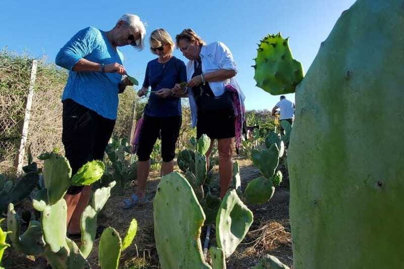 Los Cabos: Azteca Cactus Taco Farm to Table Cooking Class - Harvesting nopal and learning its place in Mexican food