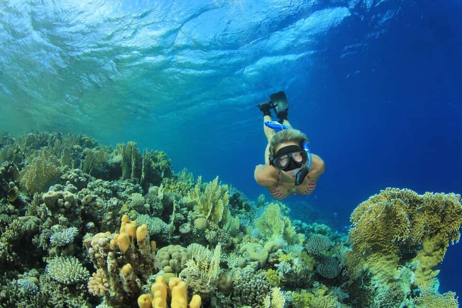 Marsa Alam:Sataya Reefs Dolphin Snorkeling Cruise with Lunch - Key points to know before booking