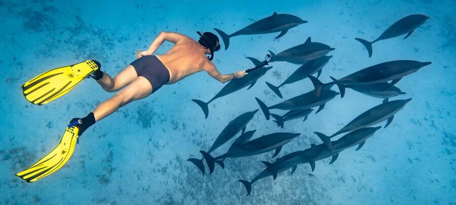Marsa Alam:Sataya Reefs Dolphin Snorkeling Cruise with Lunch - Why Sataya Reef is the main attraction