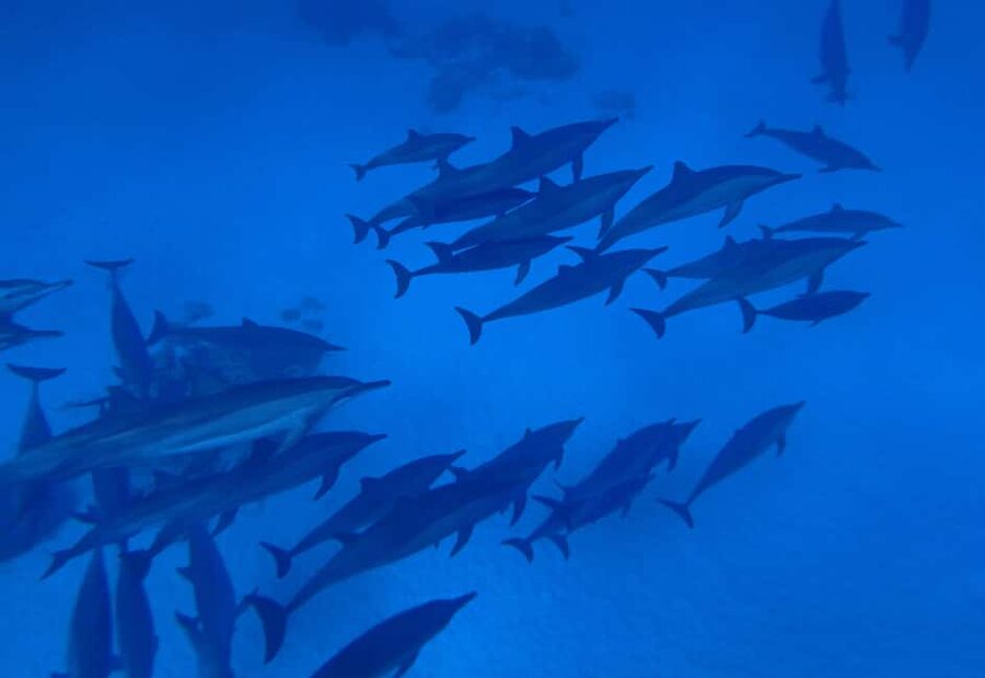 Marsa Alam:Sataya Reefs Dolphin Snorkeling Cruise with Lunch - Swimming with wild dolphins at Sataya