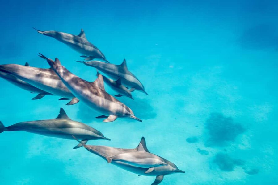 Marsa Alam:Sataya Reefs Dolphin Snorkeling Cruise with Lunch - Two snorkeling sessions and the reef life beneath you