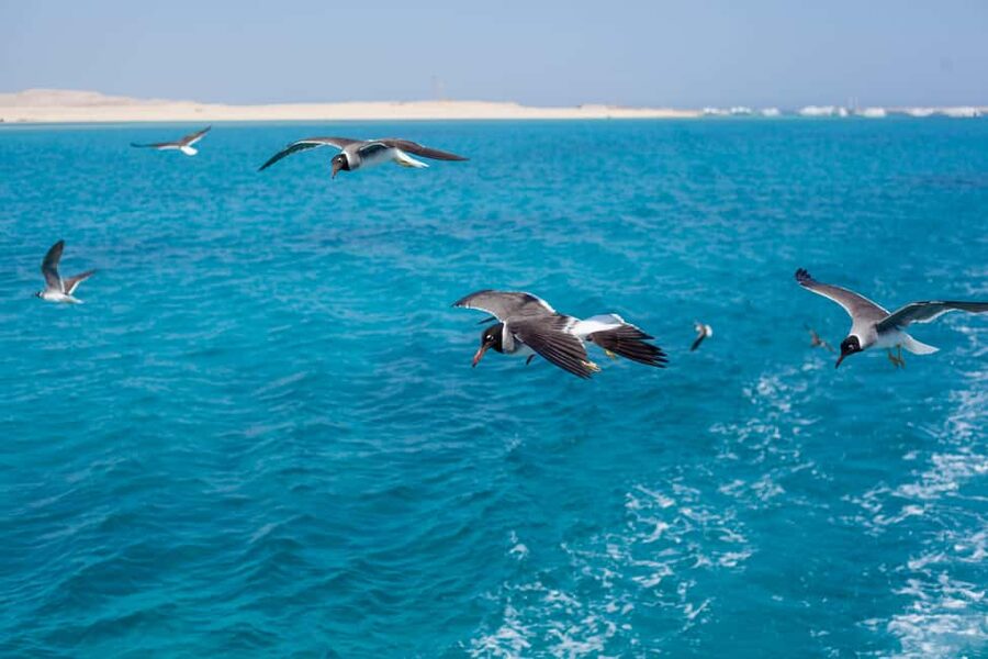 Marsa Alam:Sataya Reefs Dolphin Snorkeling Cruise with Lunch - Lunch, drinks, and downtime on board