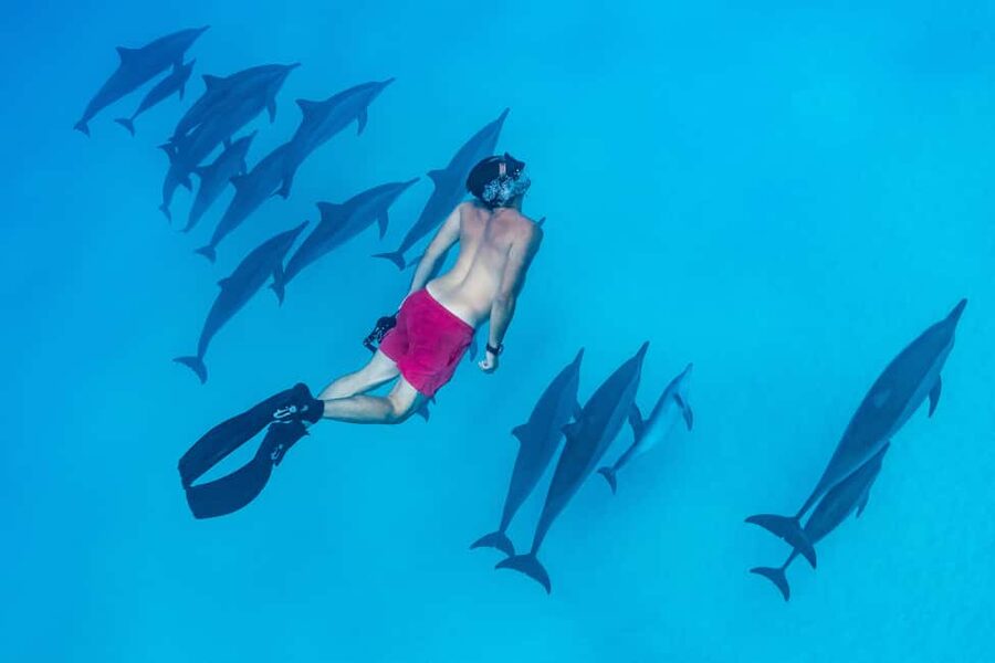 Marsa Alam:Sataya Reefs Dolphin Snorkeling Cruise with Lunch - What the $90 price really covers