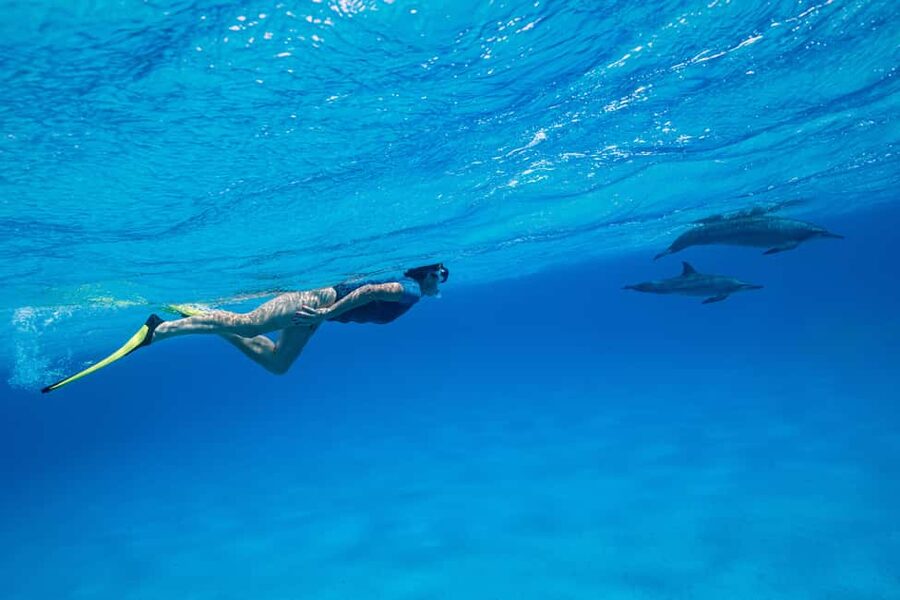 Marsa Alam:Sataya Reefs Dolphin Snorkeling Cruise with Lunch - The long road from Marsa Alam to the marina