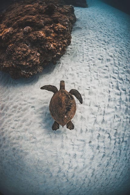 Maui: Luxury Catamaran Turtles & Tacos Snorkel - Tacos, margaritas, and Maui craft beer