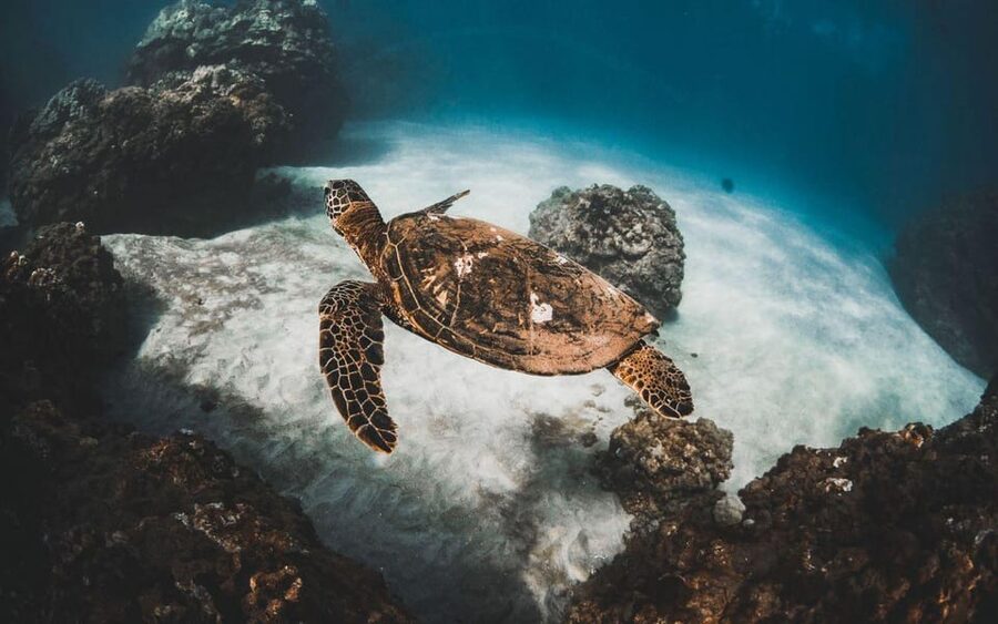Maui: Luxury Catamaran Turtles & Tacos Snorkel - Should you book Turtles and Tacos?