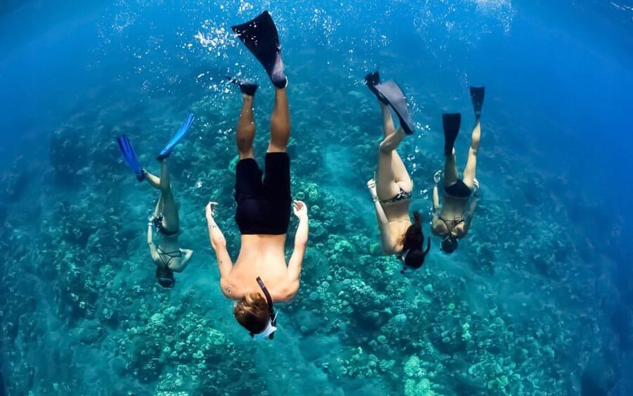 Maui: Luxury Catamaran Turtles & Tacos Snorkel - Turtles, tropical fish, and natural habitat