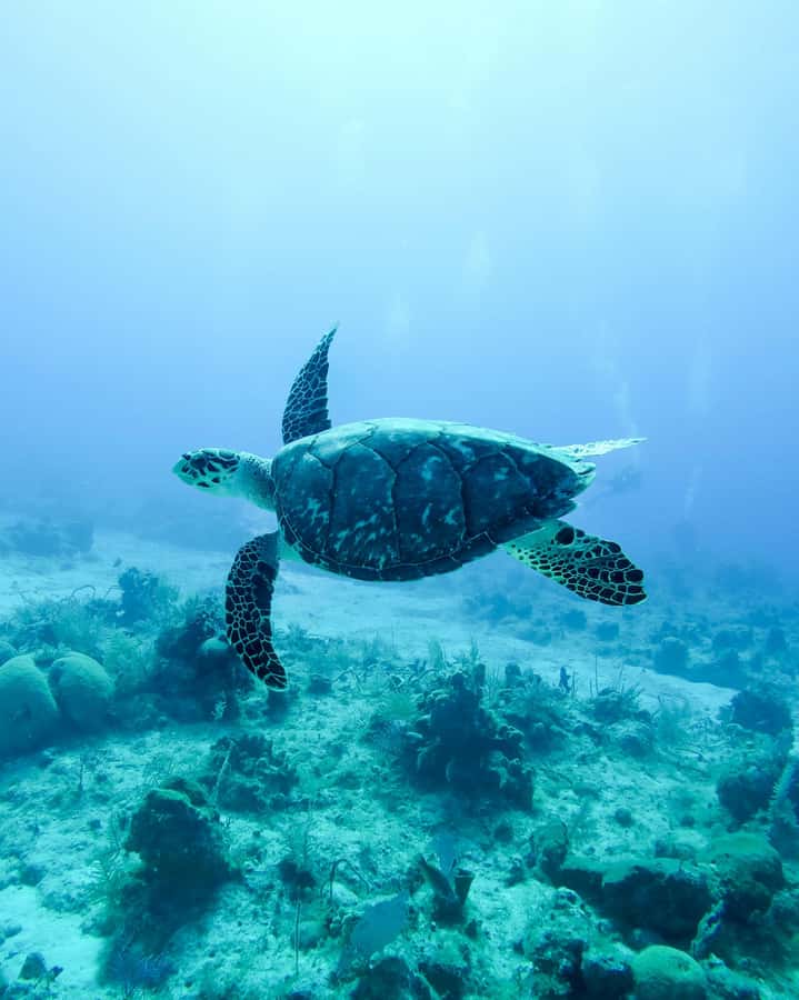 Mauritius: Snorkeling with Turtles & Port Louis Street Food - Key points at a glance