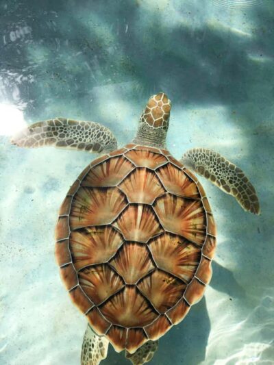 Mauritius: Snorkeling with Turtles & Port Louis Street Food