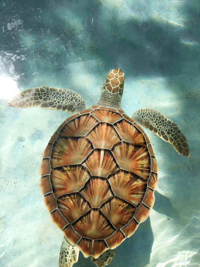 Mauritius: Snorkeling with Turtles & Port Louis Street Food - The boat ride from Trou aux Biches Beach