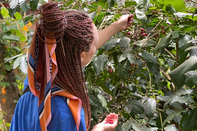 Organic Coffee Tour and Local Food Experience in Arusha - A few practical things to settle before booking